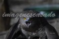 /album/fotogaleria/aguila-culebrera-jpg/